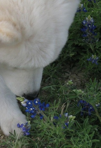 Driver smelling Bluebonnet