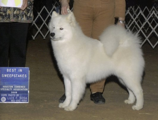 He hated the show ring but got a major win at 7 months old.
