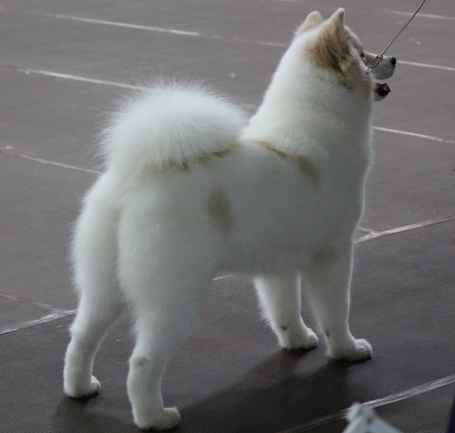 2 years old winning BOS at SCA Natls- Miina From Behind