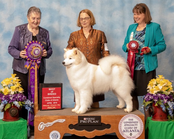 2019 Metropolitan Samoyed Club of Atlanta - Best in Specialty