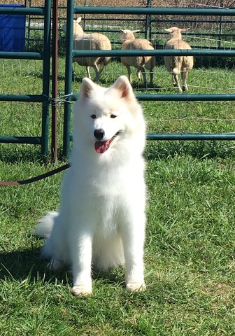 Miina receiving her Herding Instinct Test Title