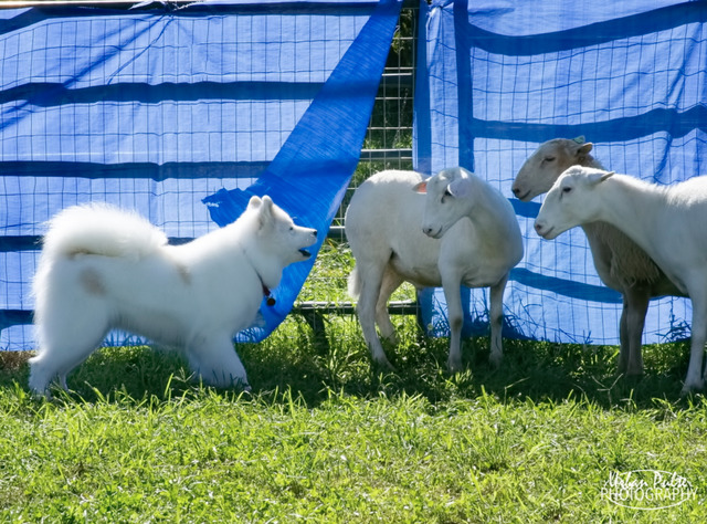 2019 Herding Instinct Test - Herding Instinct Test - PASSED!!