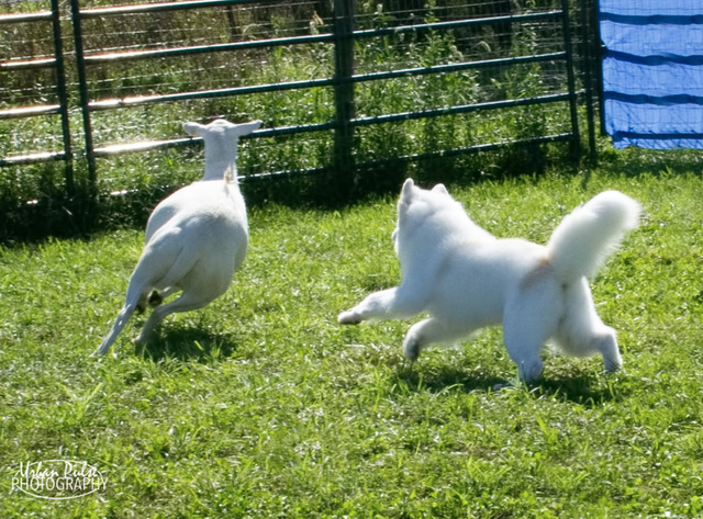 2019 Herding Instinct Test - Herding Instinct Test - PASSED!!