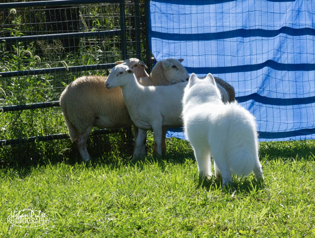 2019 Herding Instinct Test - PASS