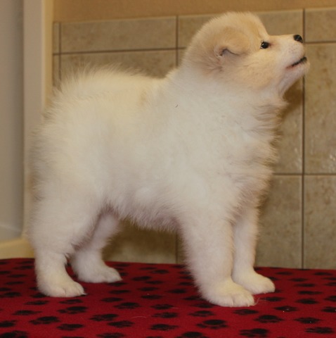 Miina at 6 weeks old