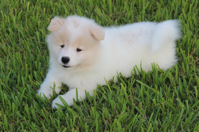 5 weeks old - See the heart on her forehead?