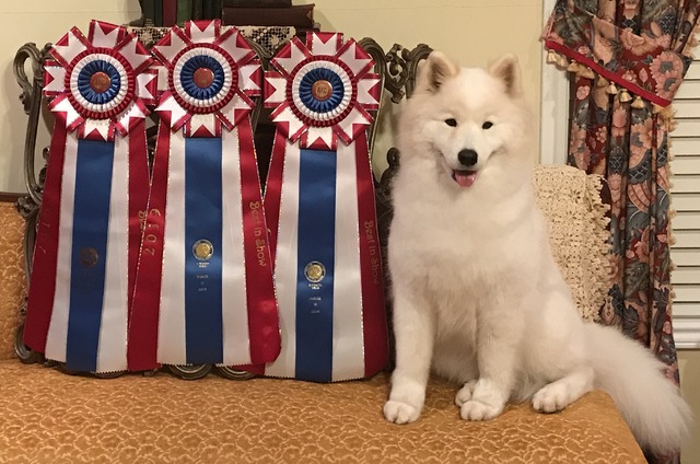 Miina with Best in Show Rosettes