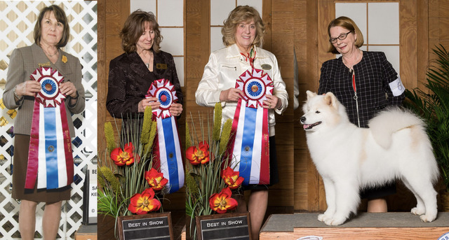 3 - Best in Show’s