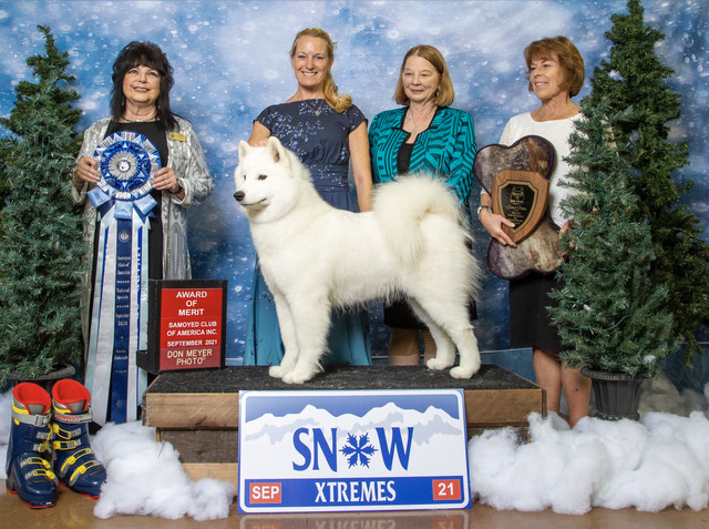 Samoyed Club of American’s Natl Specialty