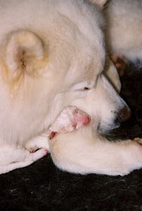 Coco with her newborn baby