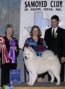 Samoyed Club of Austin, Best of Opposite Sex at 7 months