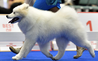 GCh. Metak’s Rhapsody Seaside Cha Ching (ANGUS)