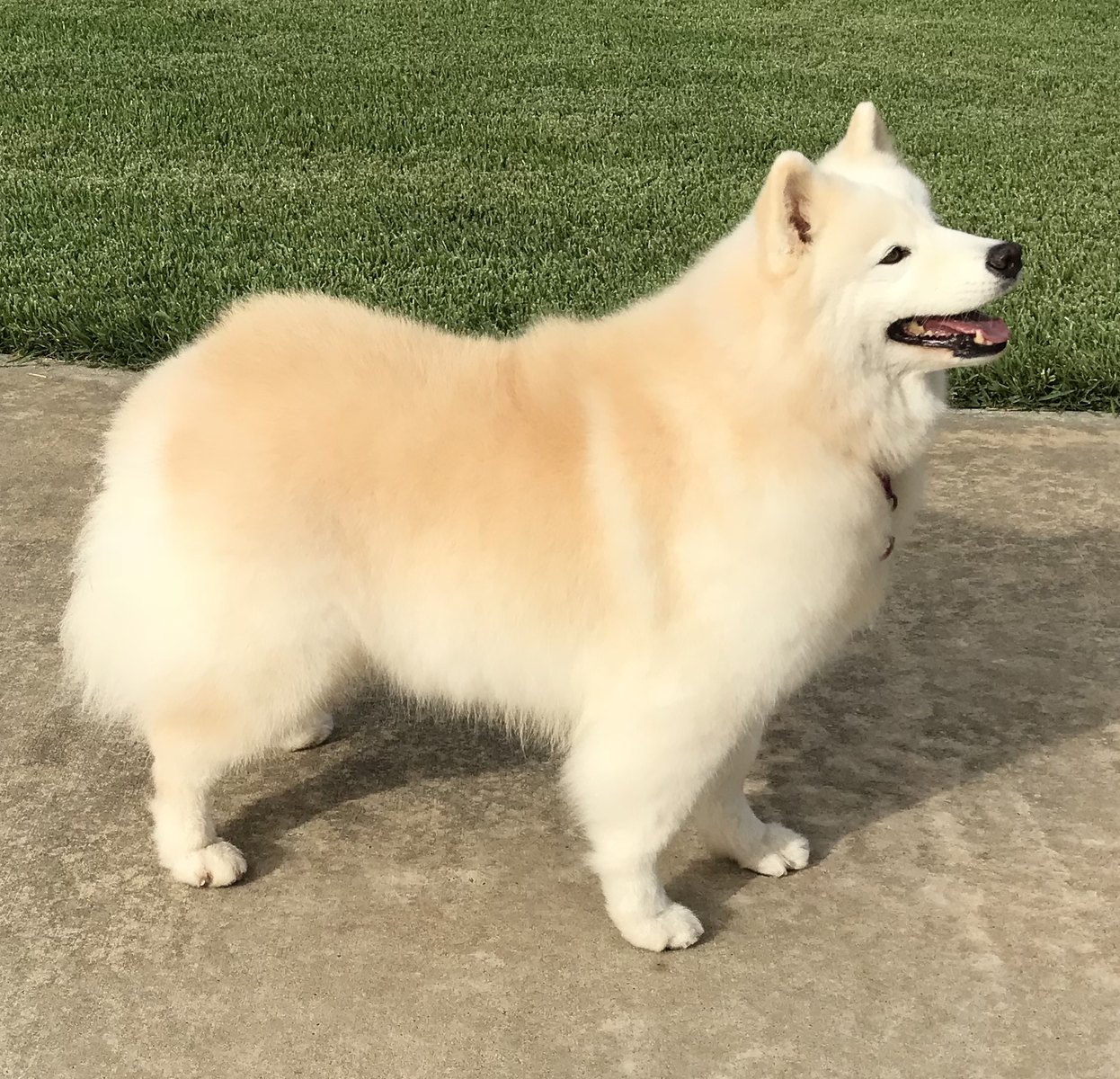 Samoyed Color