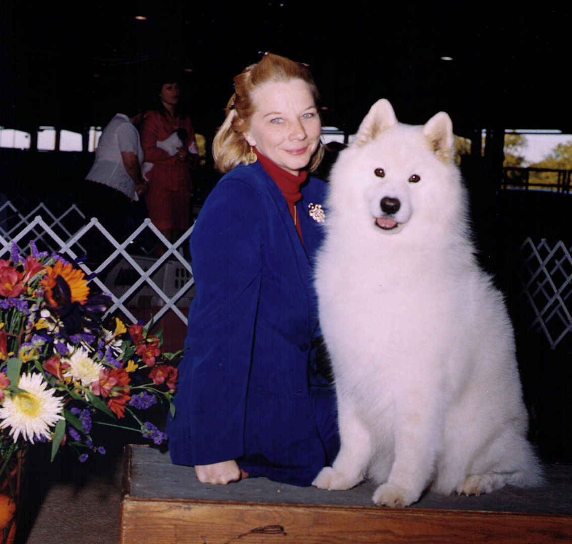 samoyed texas