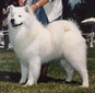 BISS Ch. Kimba of Artic Brite (KIMBA)