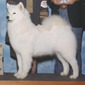 Ch. Frostyacres Princess O'Qytealot, BISS